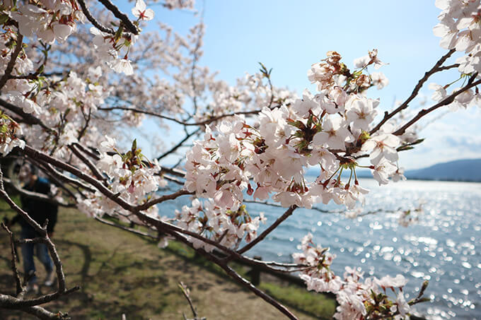 滋賀県・奥琵琶湖の桜