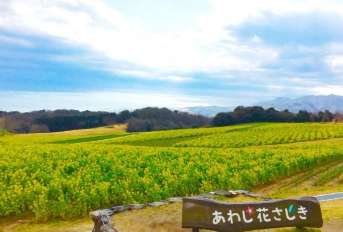 淡路島の観光スポット　花の名所「あわじ花さじき」