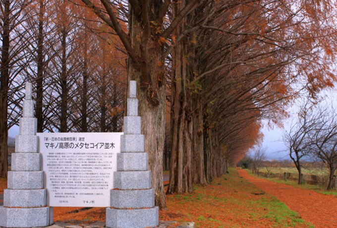 四季折々の美しい景色が楽しめる滋賀県の観光スポット「メタセコイア並木」