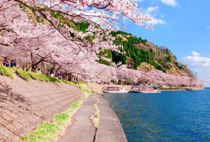 GFC奥琵琶湖レイクシアから立ち寄りやすい、周辺の桜一押しスポット6選をご紹介！