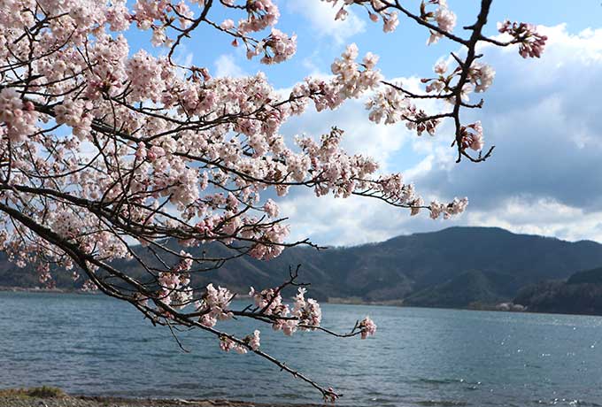 Gfc奥琵琶湖レイクシアから立ち寄りやすい 周辺の桜一押しスポット6選をご紹介 隠れ家ヴィラ 別荘をシェアする会員制リゾート Gfc
