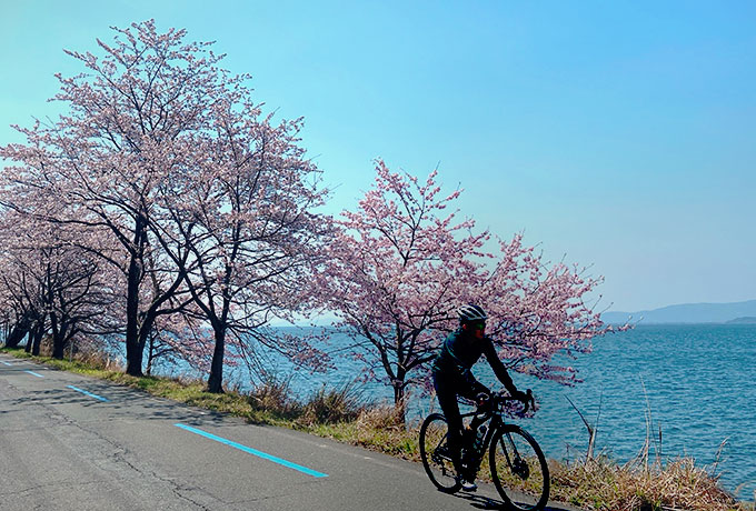 【日本の桜名所100選】びわ湖 海津大崎の桜はサイクリングがおすすめ！
