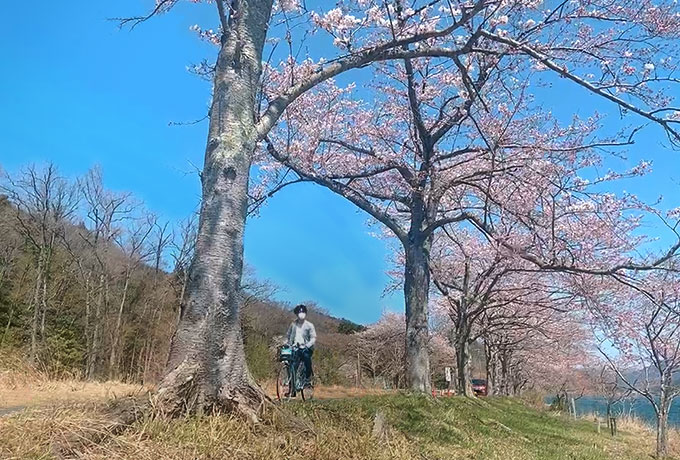 日本の桜名所100選 びわ湖 海津大崎の桜はサイクリングがおすすめ 隠れ家ヴィラ 別荘をシェアする会員制リゾート Gfc