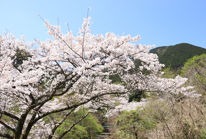 三重・湯の山スパシア周辺の桜スポットと春の菰野富士ハイキング