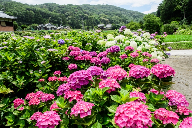 梅雨シーズンにおすすめ 淡路島のあじさいスポット4選をご紹介 隠れ家ヴィラ 別荘をシェアする会員制リゾート Gfc