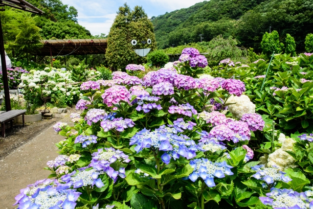 梅雨シーズンにおすすめ 淡路島のあじさいスポット4選をご紹介 隠れ家ヴィラ 別荘をシェアする会員制リゾート Gfc