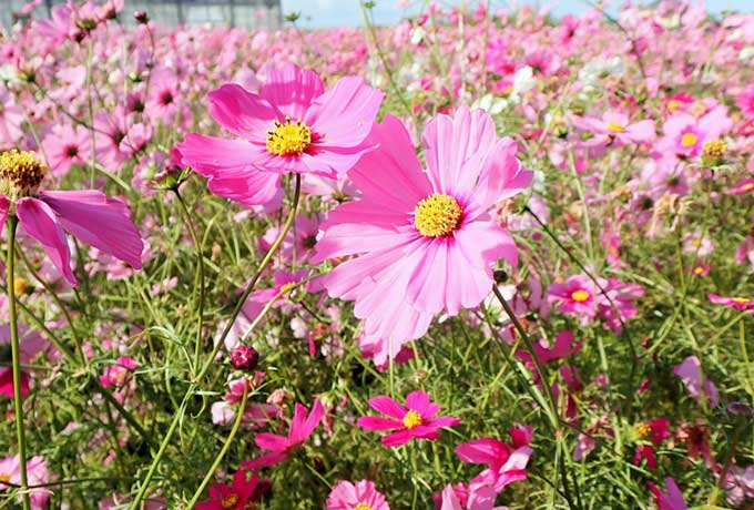 淡路島イングランドの丘でお花鑑賞！秋には10万本のコスモス畑が絶景