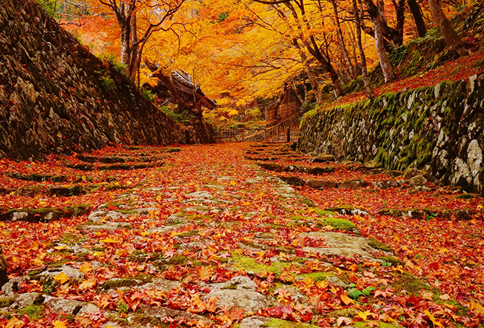 滋賀の紅葉名所10選】地元民が本当におすすめする見どころ特集 ...