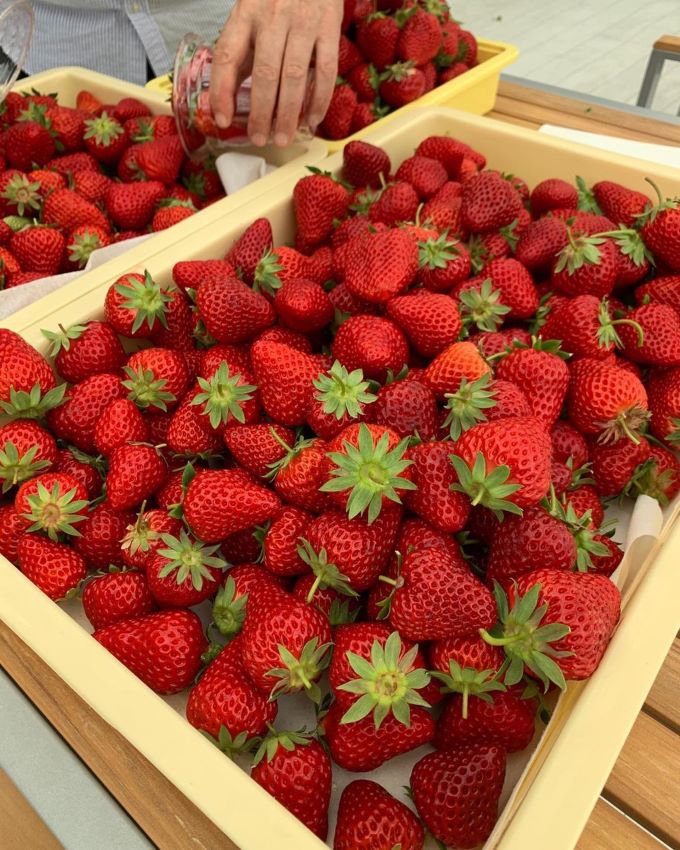 【淡路島のいちご狩りスポット5選】美味しい採れたていちごを食べよう 隠れ家ヴィラ、別荘をシェアする会員制リゾート「GFC」 【淡路島のいちご狩りスポット5選】美味しい採れたていちごを食べよう 隠れ家ヴィラ、別荘をシェアする会員制リゾート「GFC」