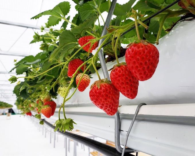 【淡路島のいちご狩りスポット5選】美味しい採れたていちごを食べよう 隠れ家ヴィラ、別荘をシェアする会員制リゾート「GFC」 【淡路島のいちご狩りスポット5選】美味しい採れたていちごを食べよう 隠れ家ヴィラ、別荘をシェアする会員制リゾート「GFC」