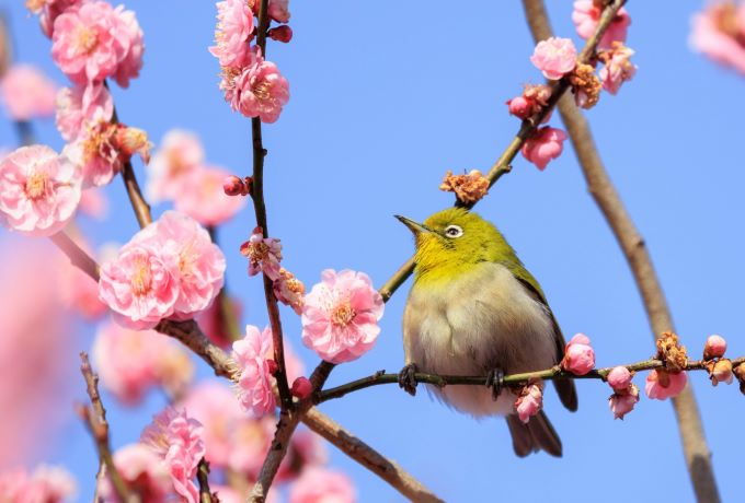 【関西・梅の名所6選】春はもうすぐ！GFCのおすすめ梅見スポット