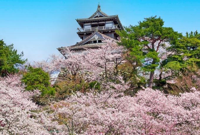2023年『丸岡城桜まつり』と福井・越前の桜の名所3選