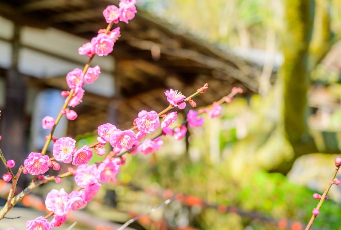 【滋賀・石山寺】梅まつり＆梅グルメを満喫！初春を彩る梅見旅