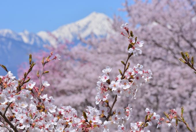 【長野・桜の名所6選】お花見シーズンに！GFCのおすすめ桜スポット