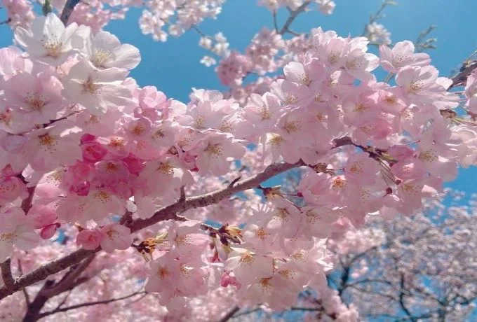 【滋賀県】桜のお花見スポット10選！有名場所から穴場まで紹介