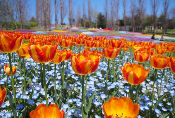 淡路島の花の名所を全制覇！『あわじ花へんろ』で季節の花めぐり