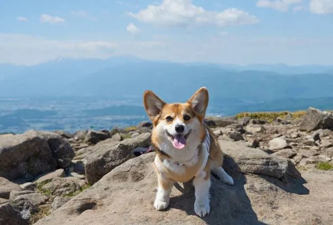 白馬の大自然の中でペット（愛犬）と愉しめるスポット3選