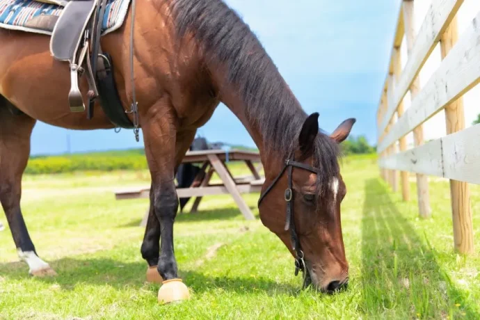 さわやかな秋に愉しみたい乗馬体験、GFCから立ち寄れるスポット紹介