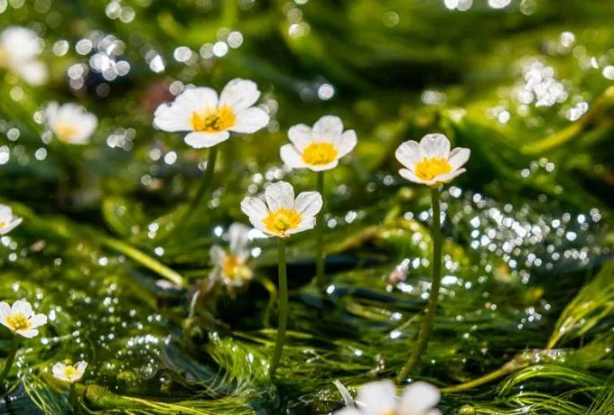 幻の花・梅花藻の名所、醒ヶ井へ。涼を愉しむ夏のおすすめ滋賀観光