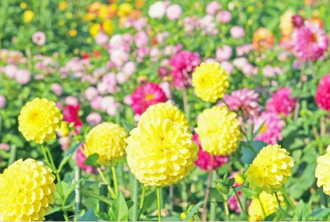 コスモス、ダリア、バラ、椿…三重・湯の山周辺にある秋冬の花の名所・見頃時期をまとめてご紹介