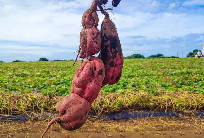 淡路島で秋の味覚狩り！家族や友人と旬の美味を愉しもう