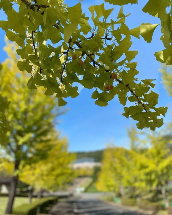 イチョウ（銀杏）の名所へ。GFCから黄金色に輝く景色を見に行こう
