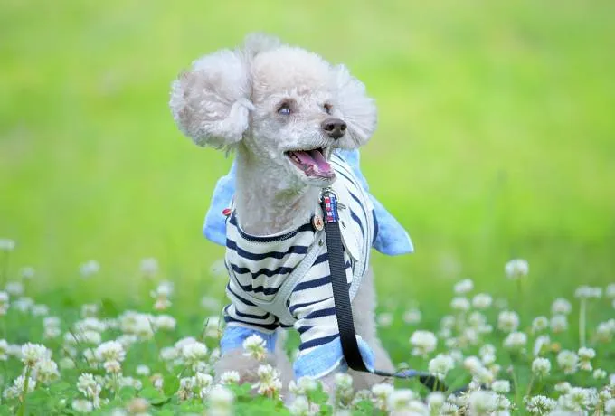 愛犬と行きたい！三重・湯の山のペットOKカフェ＆観光スポット