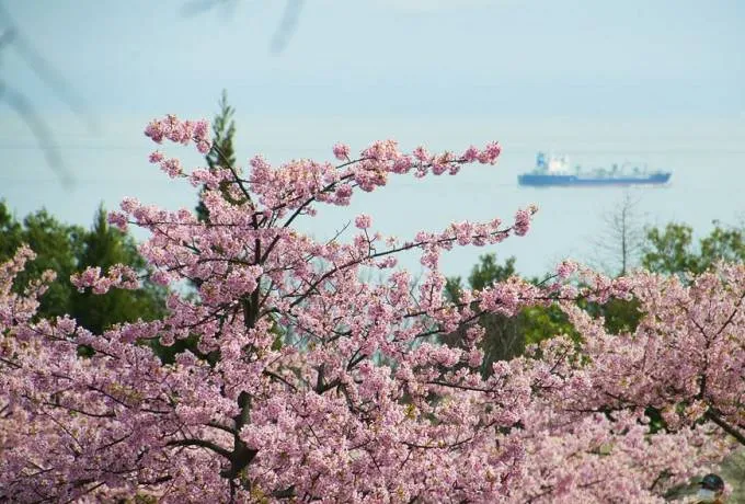 淡路島は関西屈指の桜の名所！おすすめお花見スポット10選