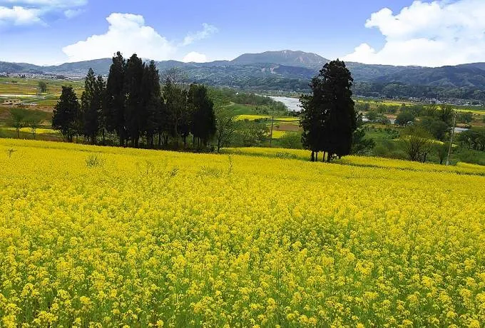 長野の花の名所ガイド～春から初夏の花と高山植物を見にいこう
