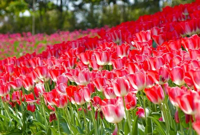 桜、ネモフィラ、藤、牡丹…春が見頃！三重・湯の山温泉周辺の花の名所