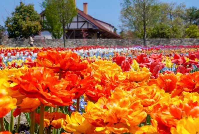 農業公園ブルーメの丘で遊びつくそう！四季の花から動物とのふれあいまで一日を満喫