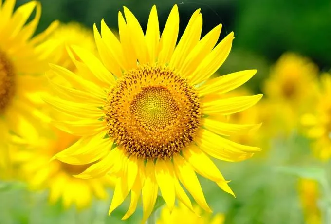 あじさい、スイレン、花菖蒲、ハス、ひまわり…夏に見頃！三重・湯の山周辺の花の名所