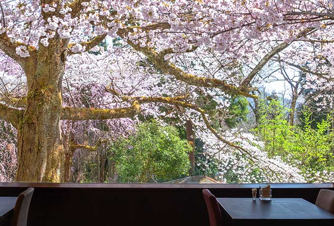 奥琵琶湖で叶える、大人のための花見時間 ─混雑を避けて桜を愛でる贅沢