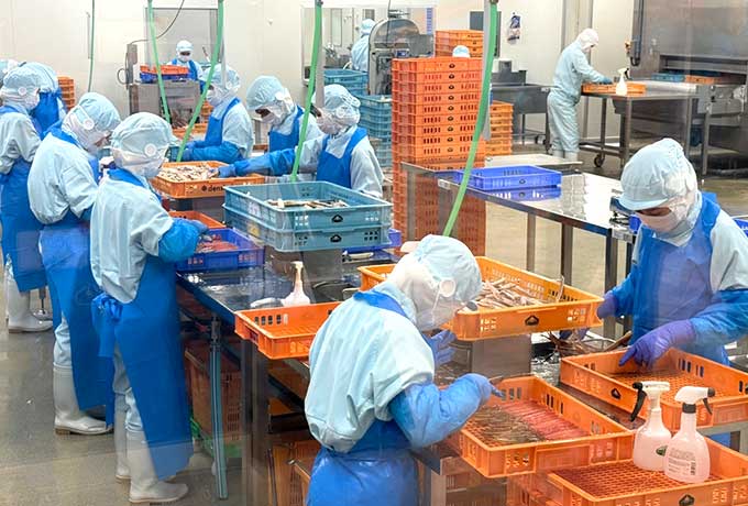 ガラス越しに見学できるカニの加工ライン